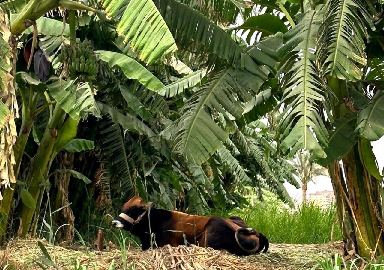 Il Campo Boutique Ecolodge El Hawamdeya المظهر الخارجي الصورة